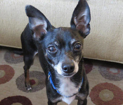 Tico