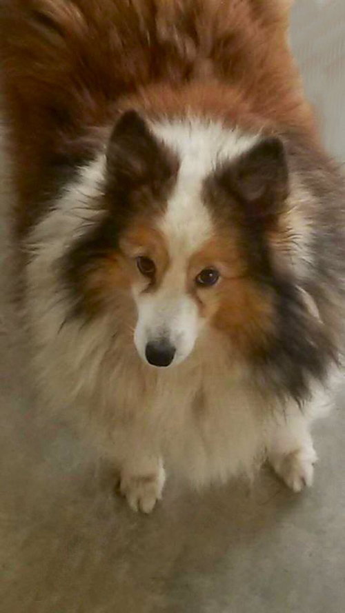 Sheila
