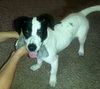 Sparky