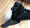 Onyx