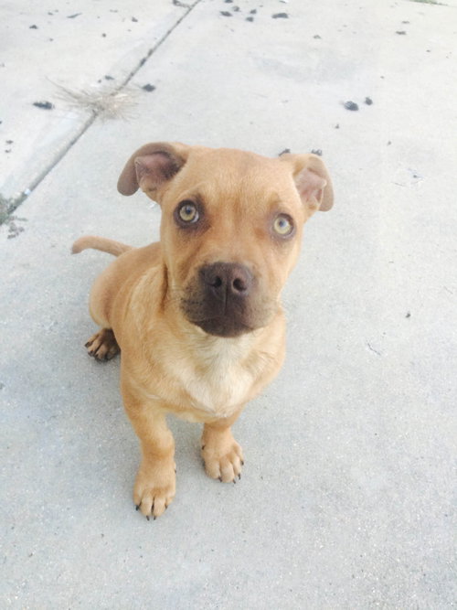 Roscoe