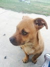 Roscoe