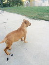 Roscoe
