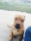 Roscoe