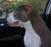 Carlee