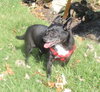Cheech