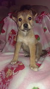 Jessie