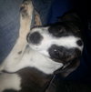 Izzy