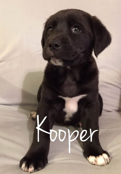 Kooper