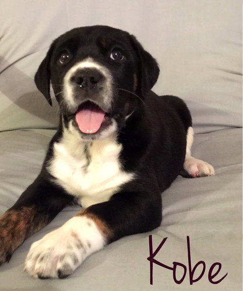 Kobie