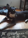 Baxter