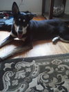 Baxter