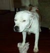 Molly