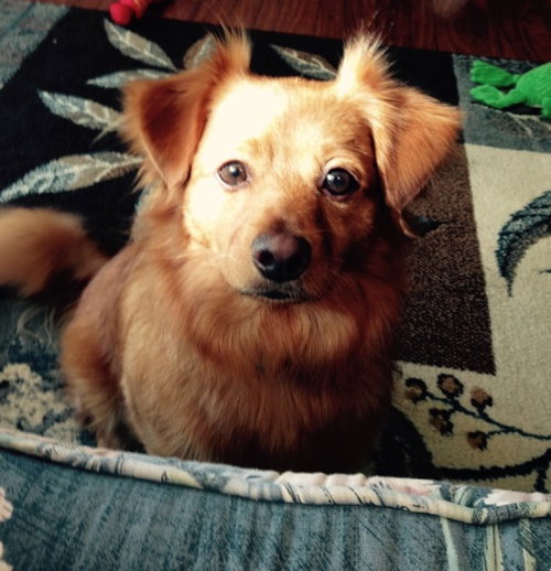Toby