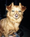 Toby