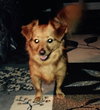 Toby