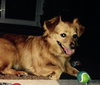 Toby