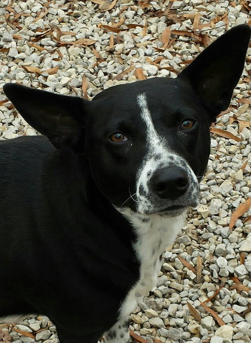 Molly Moo