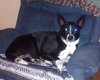 Molly Moo