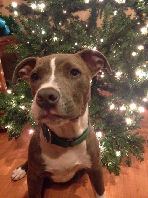 Sven