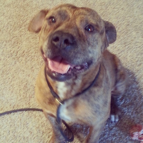 Meatball