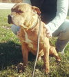 Meatball