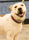 Buster Brown