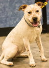 Buster Brown