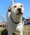Buster Brown