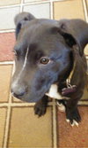 Wishbone