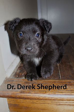 Dr. Derek Shepherd