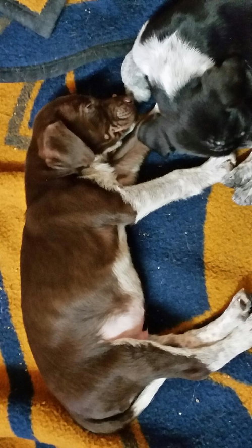 Cooper