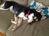 Sheba