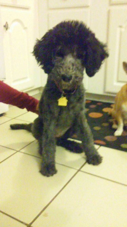 Trudy