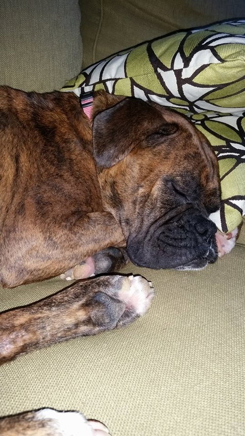 Princess Piper
