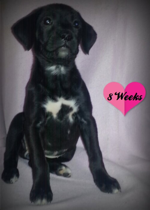 Tess