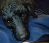 Gia - Courtesy posting