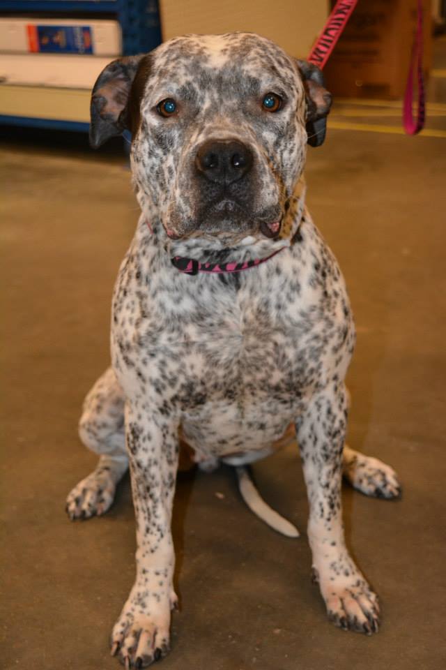 Fashion german shorthair pitbull mix