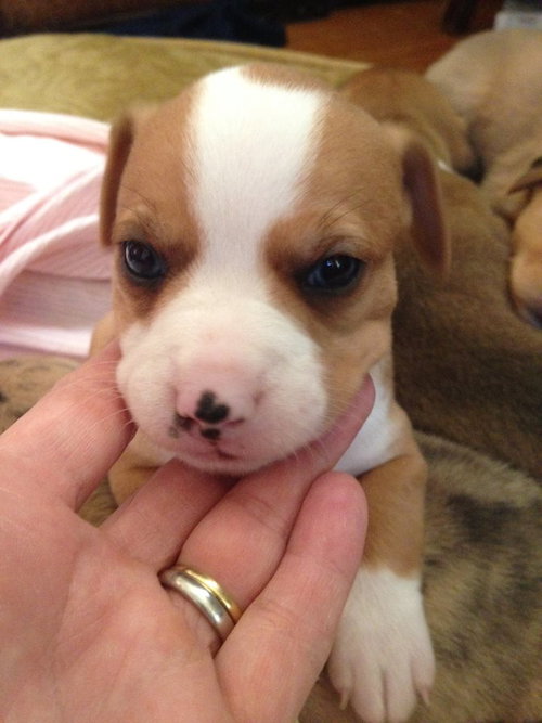 Milo Jo