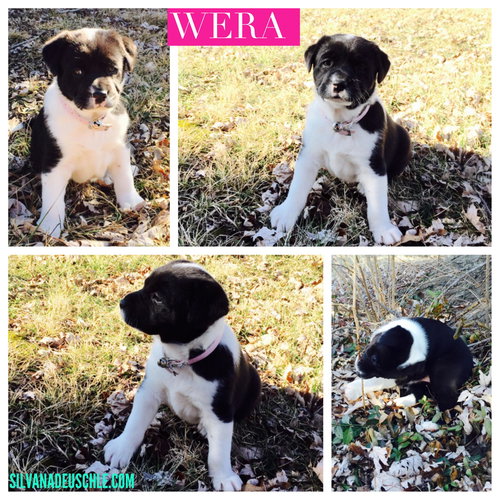Wera