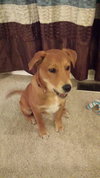 Bullet
