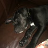 Maizy