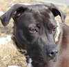 Abby Girl