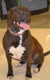 Abby Girl