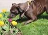 Abby Girl