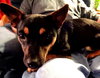 Ricco