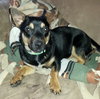 Ricco