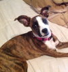 Sheena