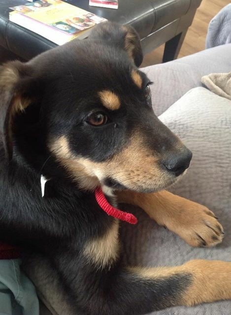 Dixie