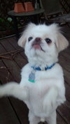 Prince